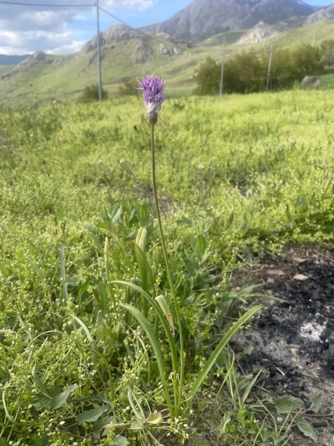 Allium remediorum