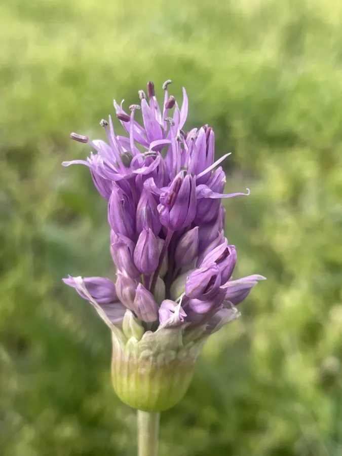 Allium remediorum