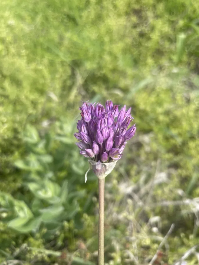 Allium remediorum