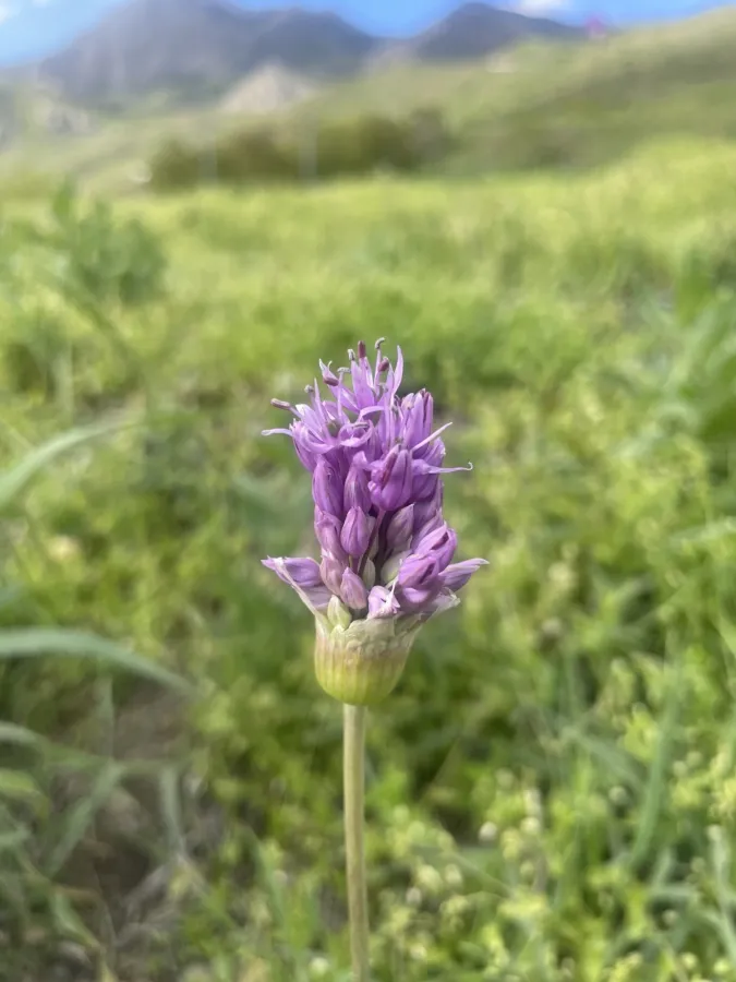 Allium remediorum
