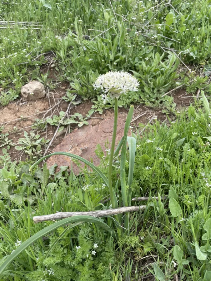 Allium saralicum