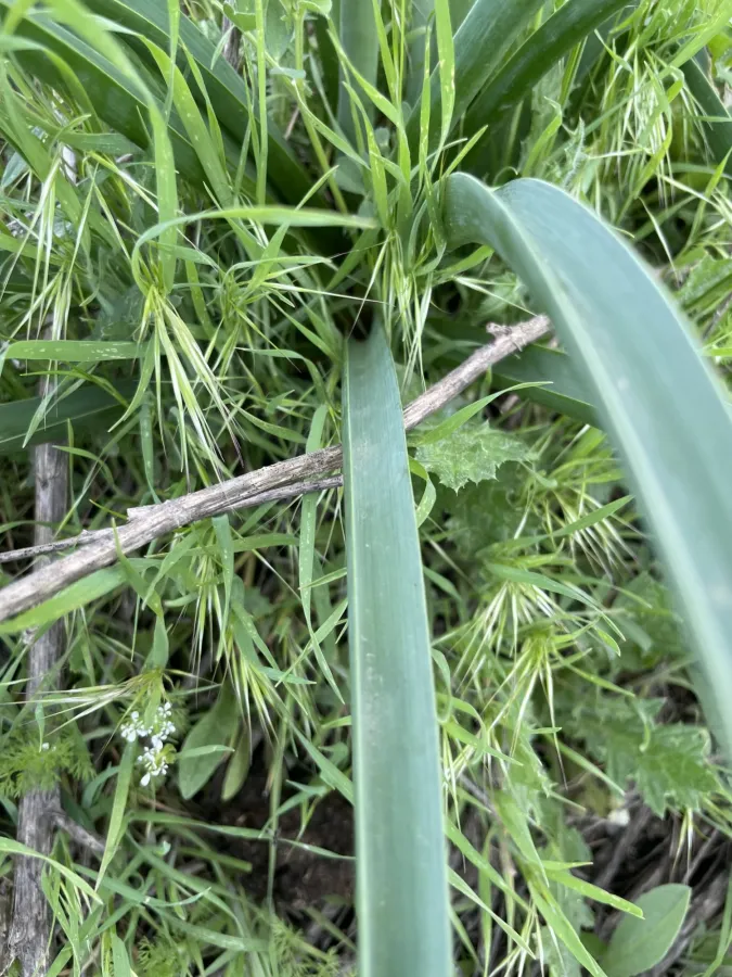 Allium saralicum
