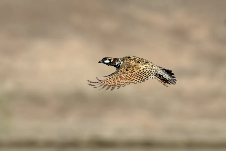 Black Francolin