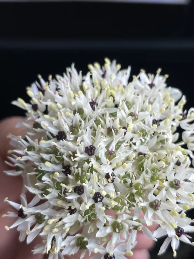 Allium saralicum