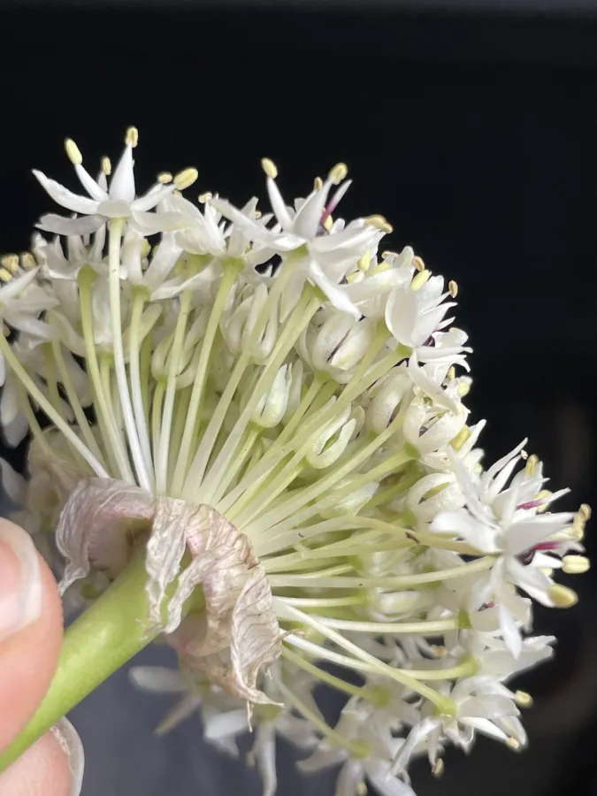 Allium saralicum