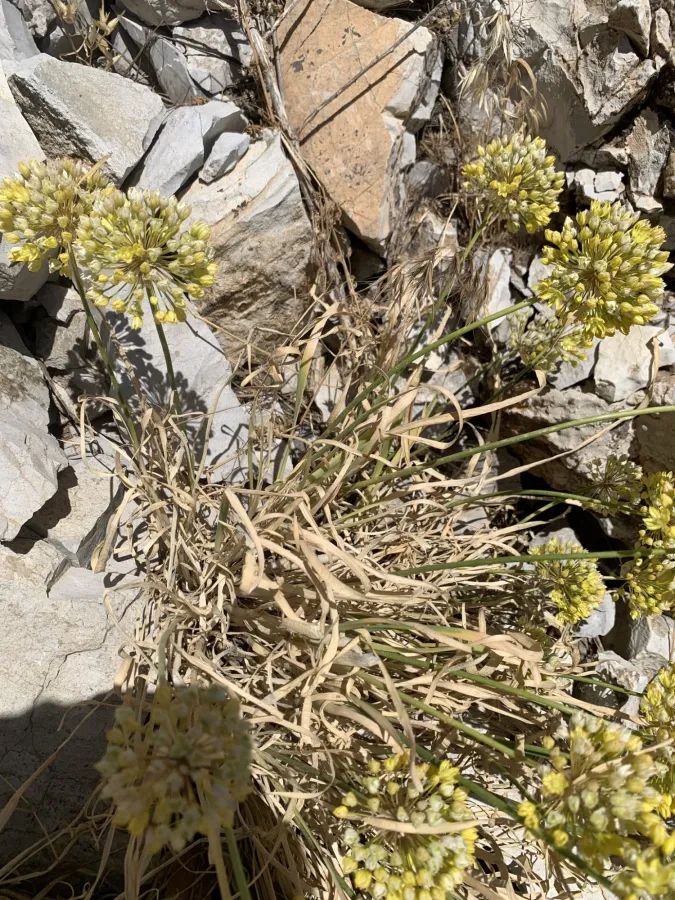 Allium scabriscapum