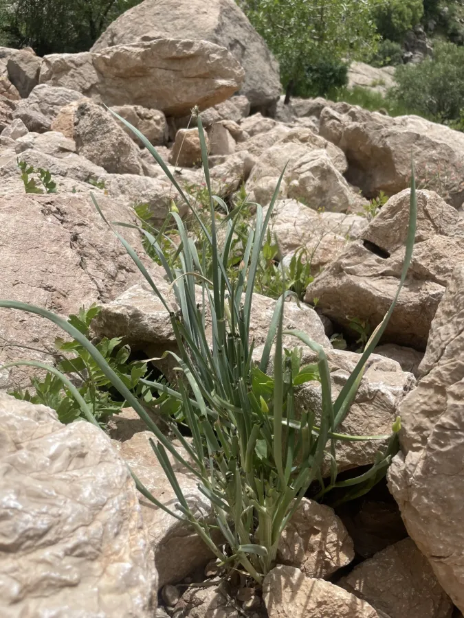 Allium scabriscapum