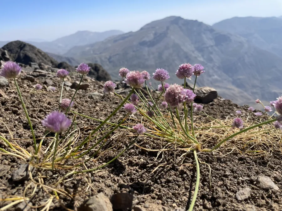Allium schoenoprasum