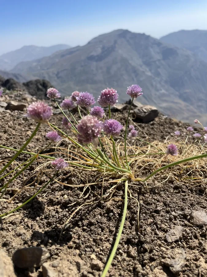 Allium schoenoprasum