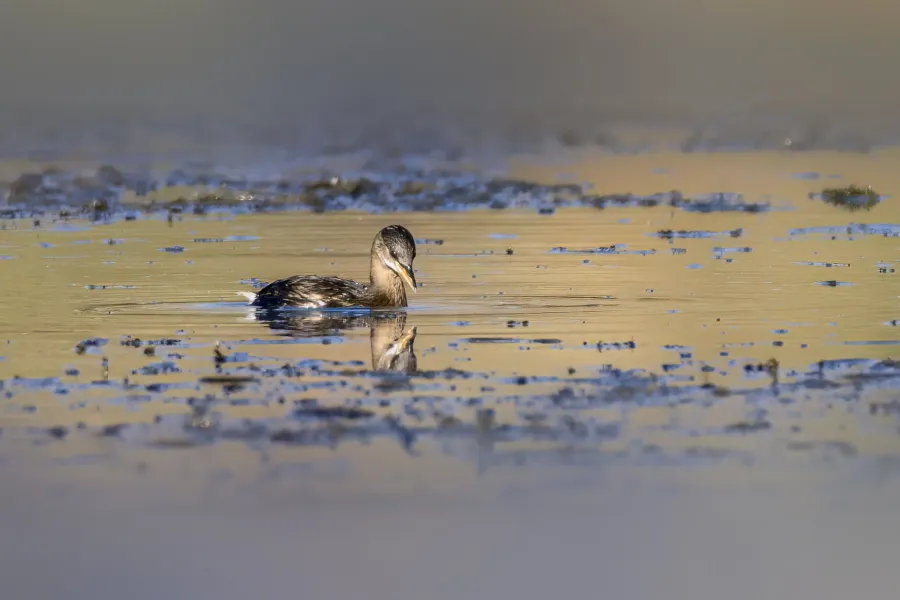 Little Grebe