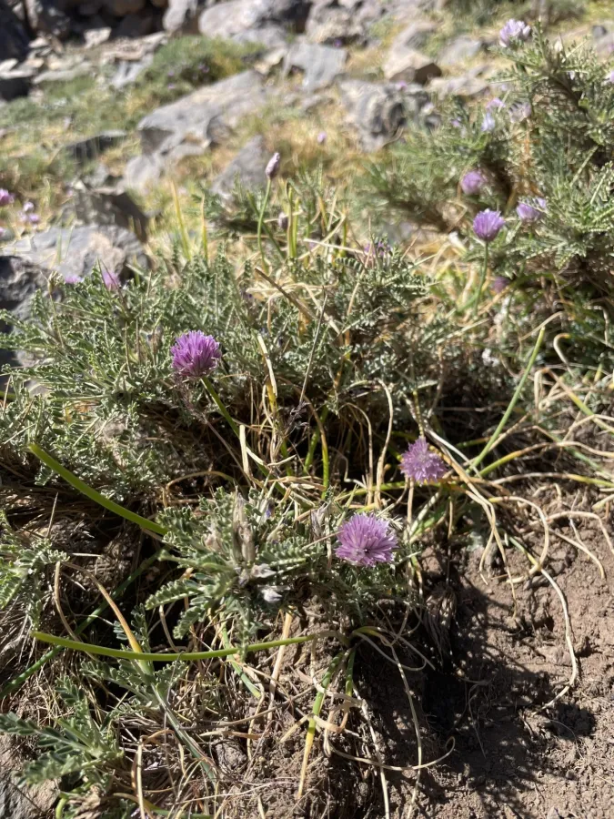 Allium schoenoprasum