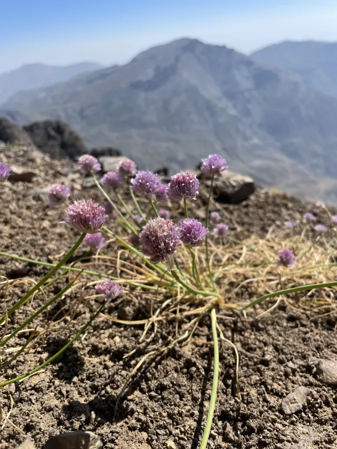 Allium schoenoprasum