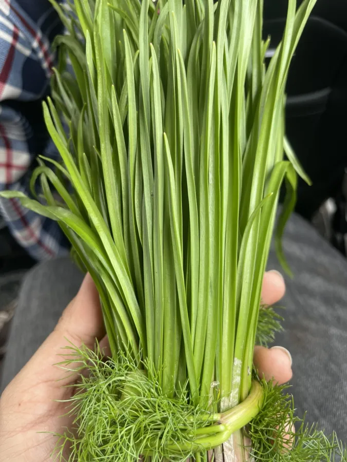Allium tripedale