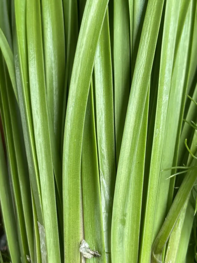 Allium tripedale
