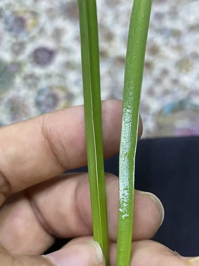 Allium tripedale