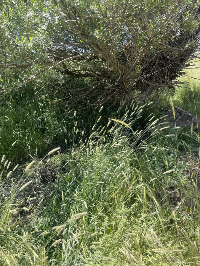 Alopecurus arundinaceus