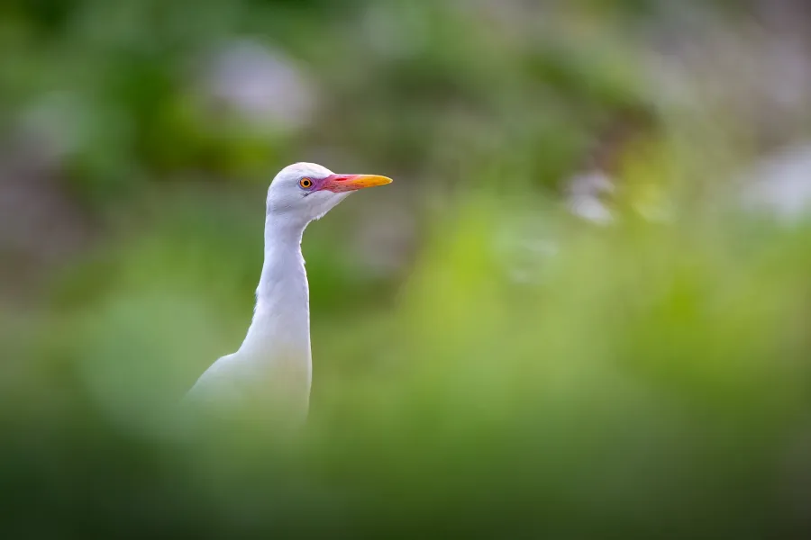 Cattle Egret