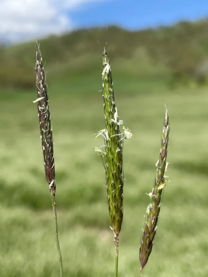 Alopecurus myosuroides