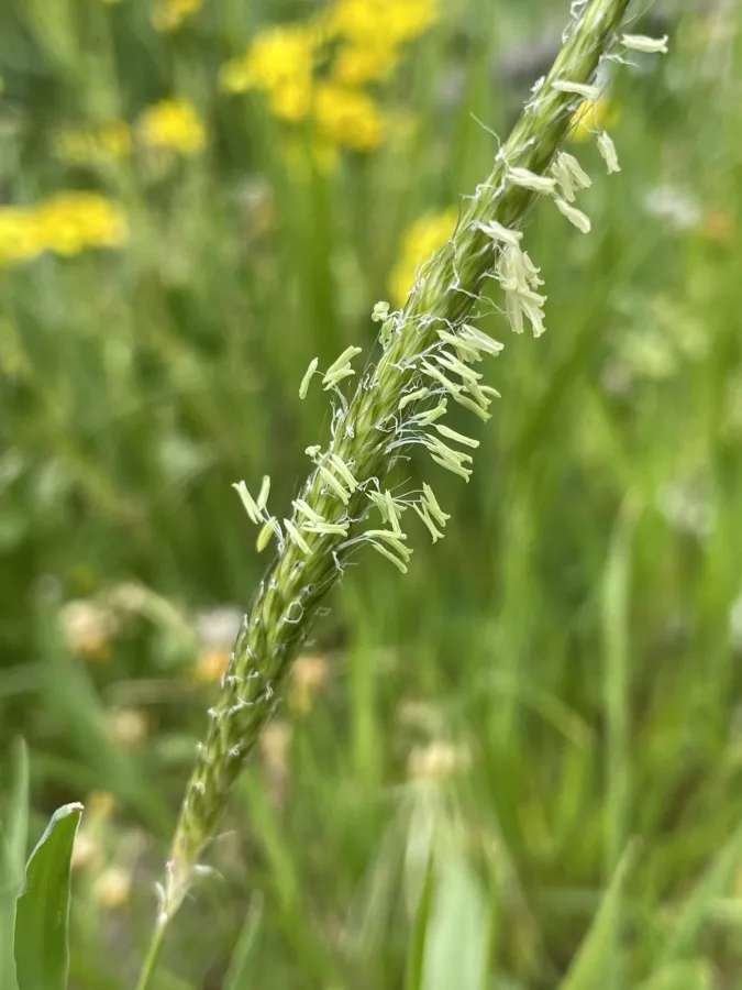 Alopecurus myosuroides