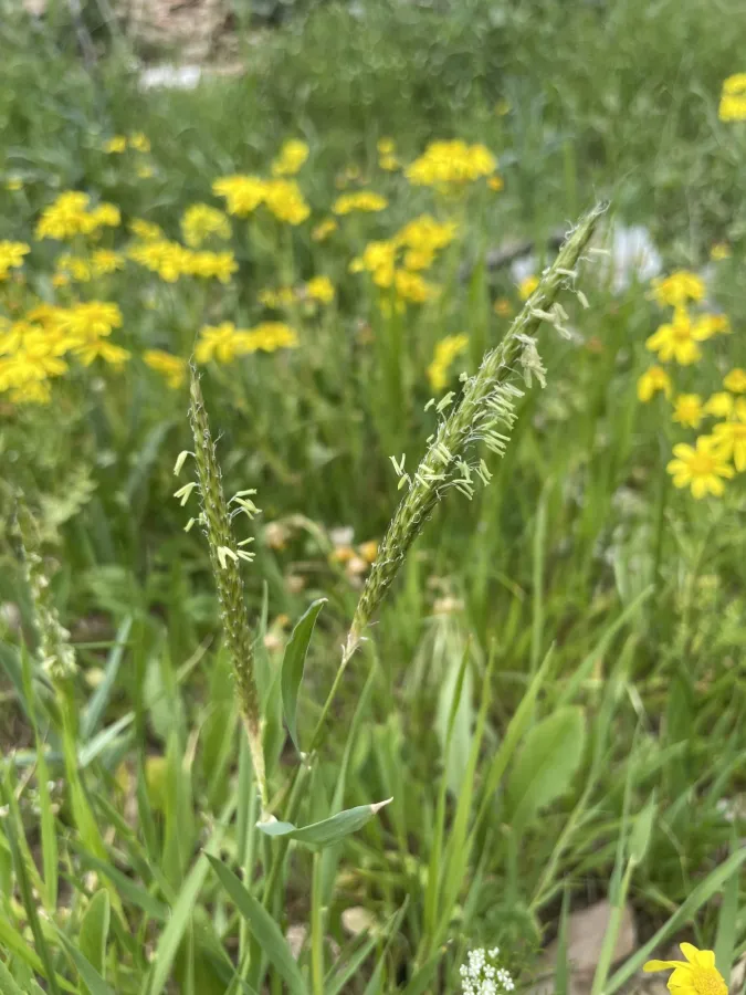 Alopecurus myosuroides