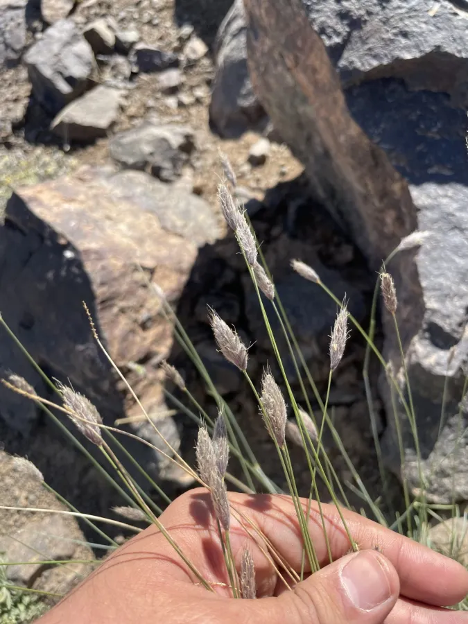 Alopecurus textilis