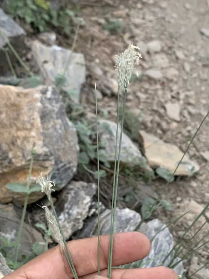 Alopecurus textilis