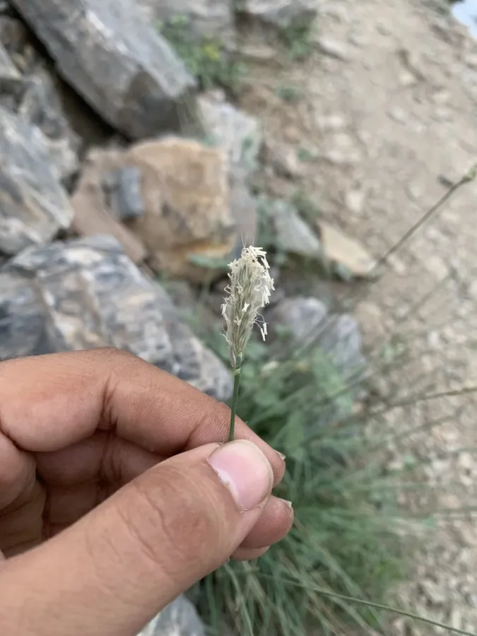 Alopecurus textilis