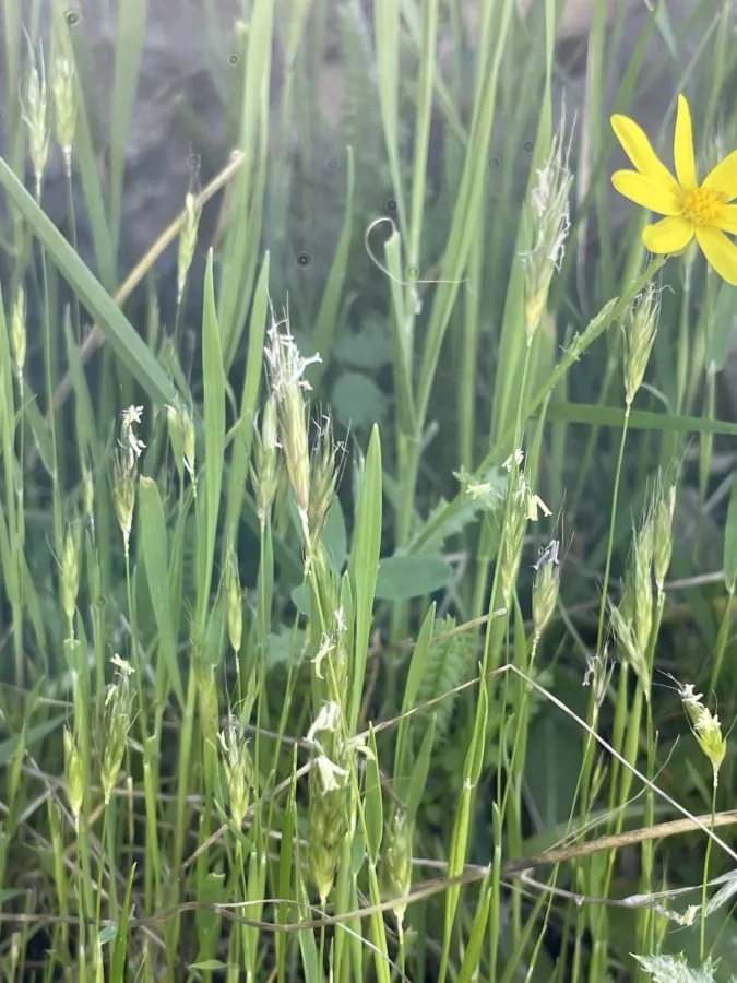 Alopecurus utriculatus