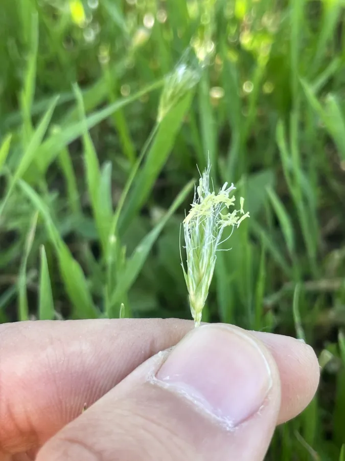 Alopecurus utriculatus