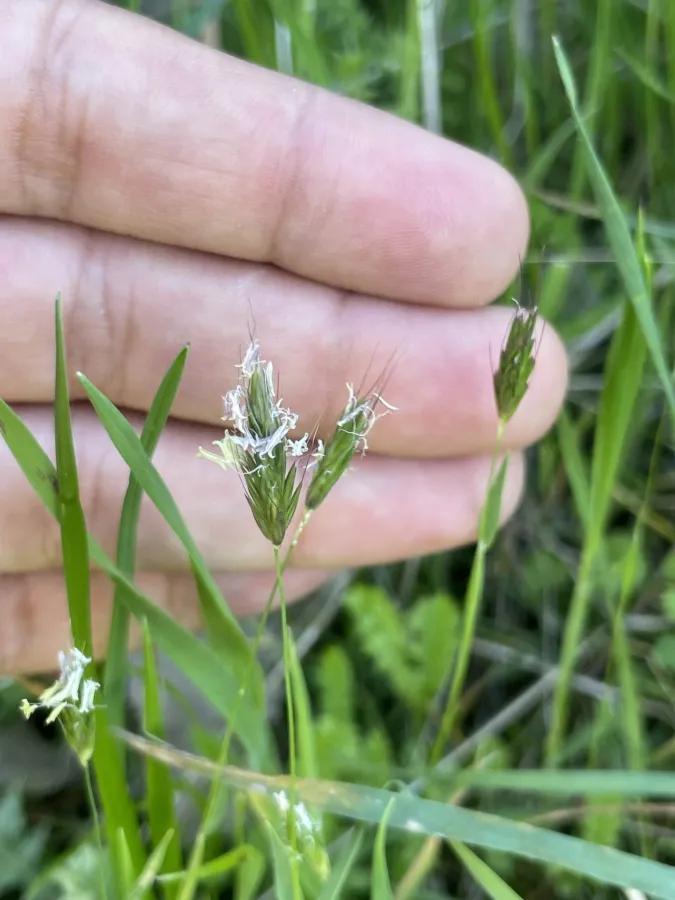 Alopecurus utriculatus
