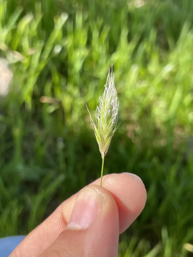 Alopecurus utriculatus