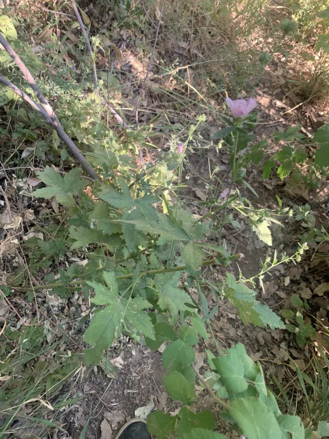 Althaea cannabina