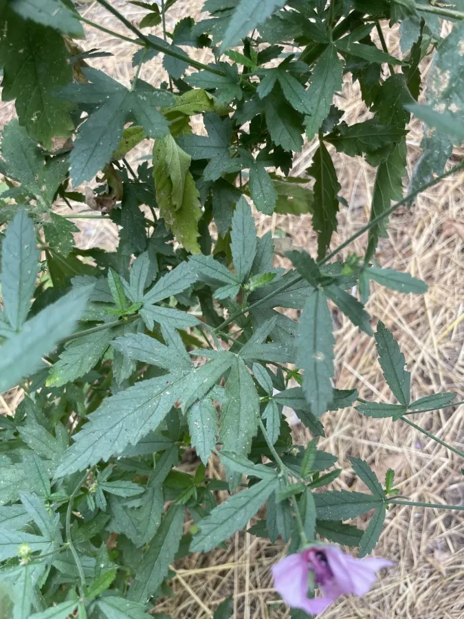 Althaea cannabina
