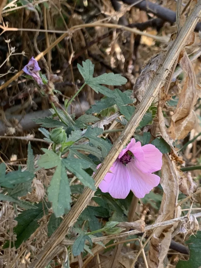 Althaea cannabina
