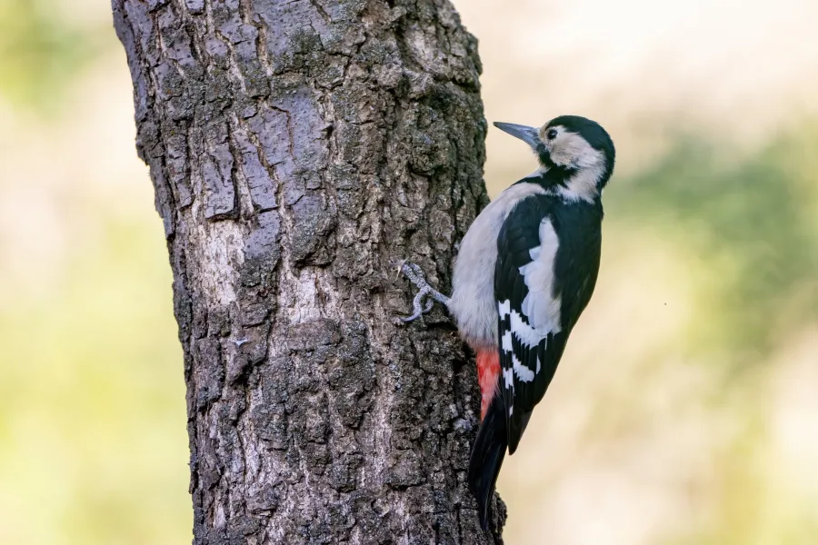 Syrian Woodpecker