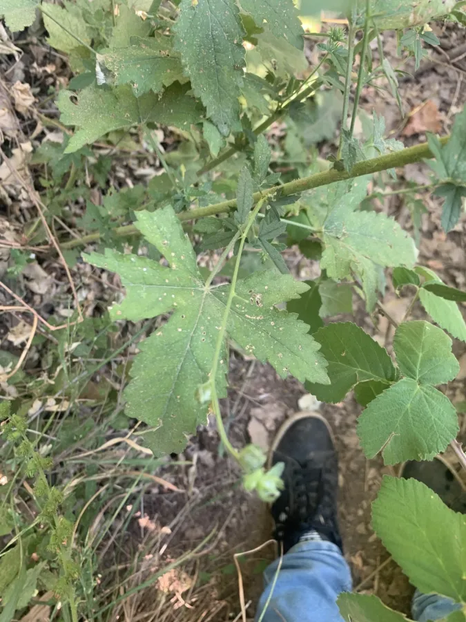Althaea cannabina