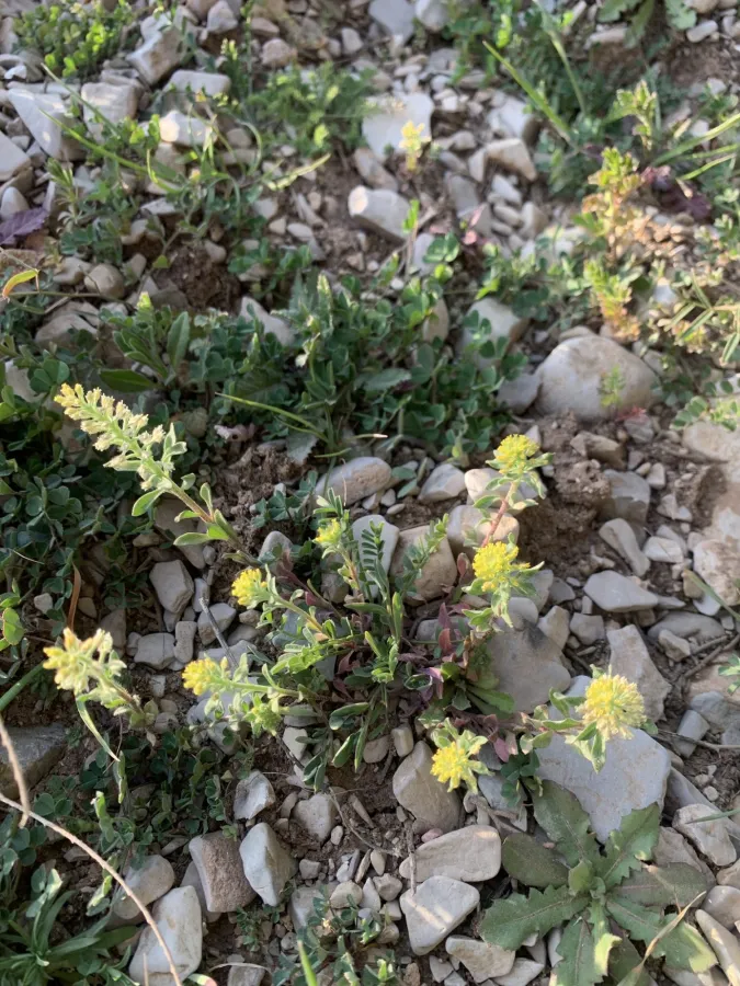 Alyssum simplex