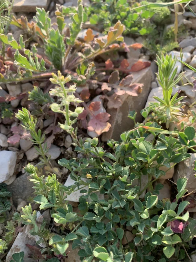 Alyssum simplex