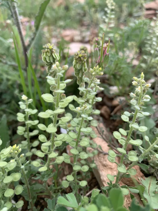 Alyssum simplex
