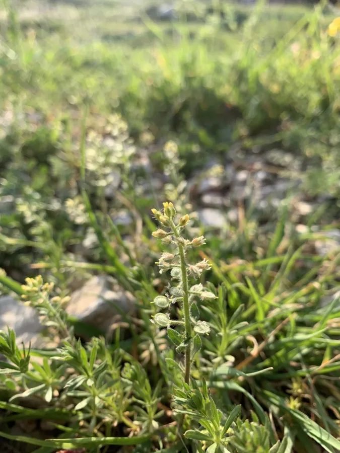 Alyssum simplex