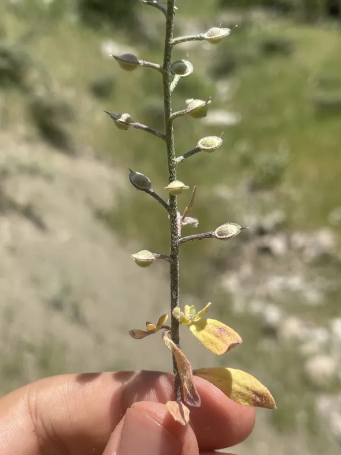 Alyssum stapfii