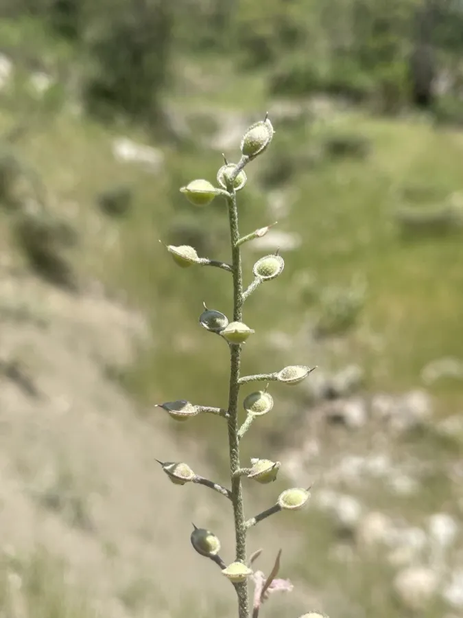 Alyssum stapfii