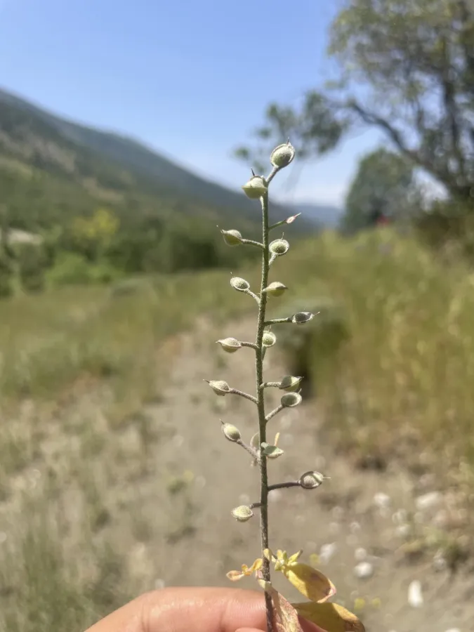Alyssum stapfii