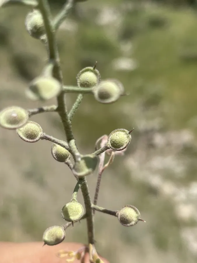 Alyssum stapfii