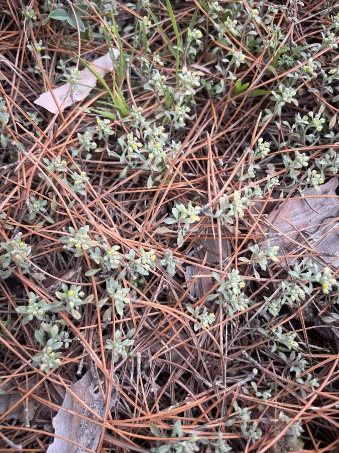 Alyssum strictum