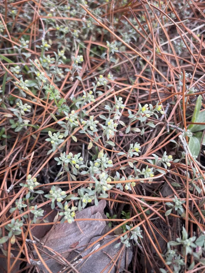 Alyssum strictum