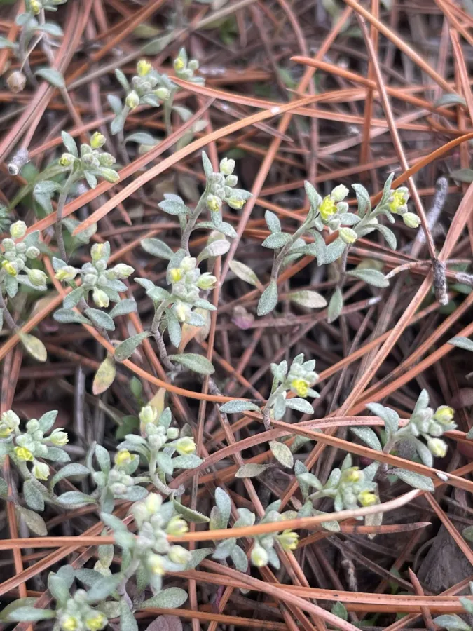 Alyssum strictum