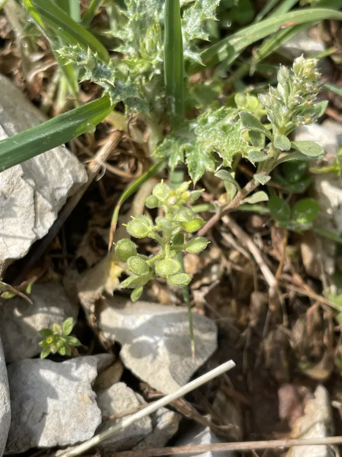 Alyssum strigosum