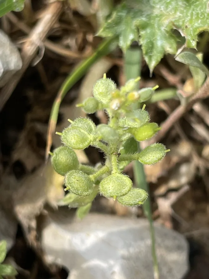 Alyssum strigosum