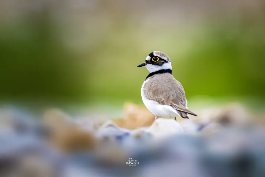 Little Ringed Plover